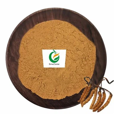 Cordyceps Sinensis -uute